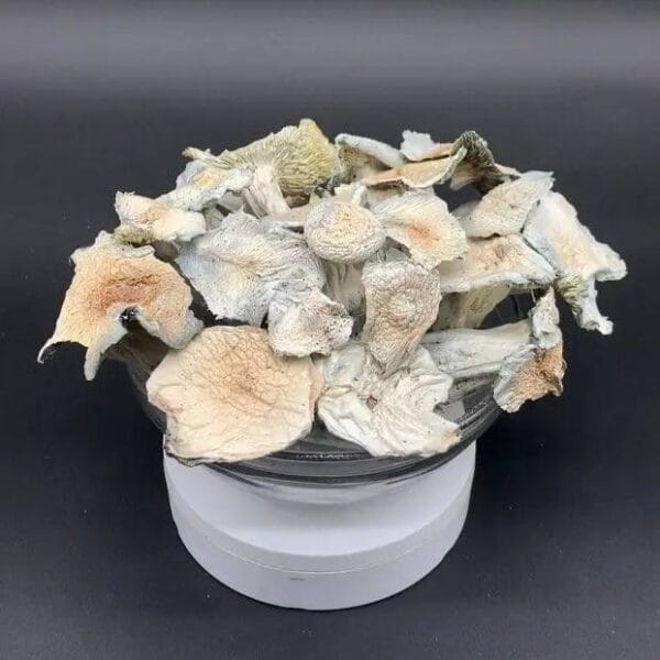 Albino Jack Frost Mushroom