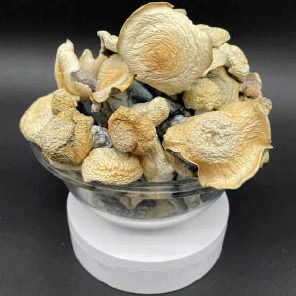 Albino Stargazer Mushroom